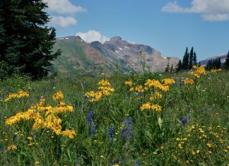 Cand sa mergem pe munte pentru spectacolul florilor si culorilor