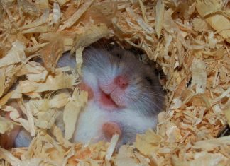 Sfaturi pentru cresterea unui hamster