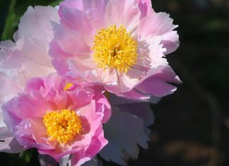 167 Citate Despre Flori Care iti Vor Transforma Viata