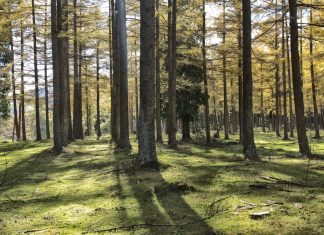 257 Mesaje De Buna Dimineata Noi