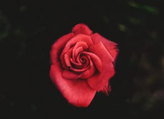 263 Citate Despre Viata Si Iubire Citate scurte