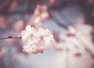 78 Mesaje De 1 Martie