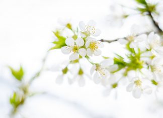 79 Citate Despre Primavara – Cele Mai Inspirationale Si Frumoase Citate