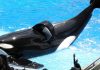 Blackfish: modul in care documentarul cu balene ucigase in captivitate a incheiat programul de crestere a orcilor SeaWorld