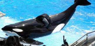 Blackfish: modul in care documentarul cu balene ucigase in captivitate a incheiat programul de crestere a orcilor SeaWorld