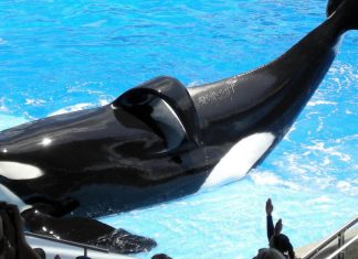 Blackfish: modul in care documentarul cu balene ucigase in captivitate a incheiat programul de crestere a orcilor SeaWorld