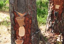 Resineros: un vechi comert pentru o lume noua fara petrol