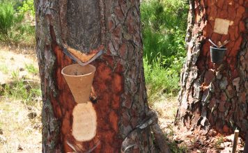 Resineros: un vechi comert pentru o lume noua fara petrol